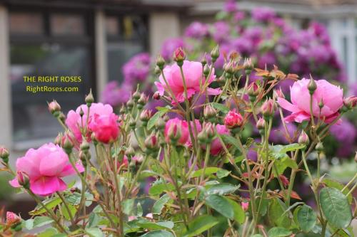 royal jubilee rose review the right roses score best top garden store david austin english roses rose products rose rating the right leap rose food