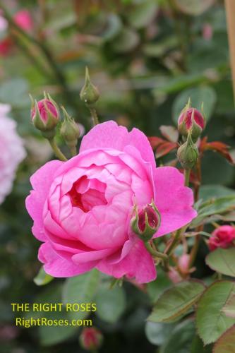 royal jubilee rose review the right roses score best top garden store david austin english roses rose products rose rating the right leap rose food