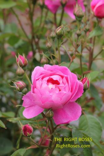 royal jubilee rose review the right roses score best top garden store david austin english roses rose products rose rating the right leap rose food