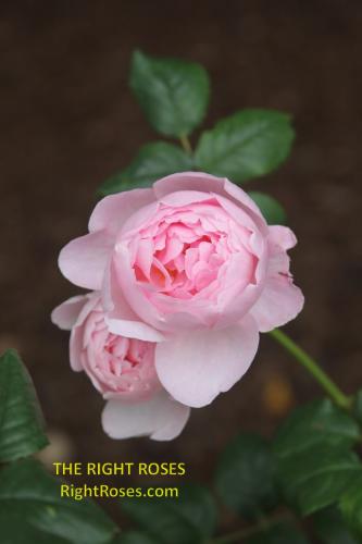 SCEPTER'D ISLE rose review the right roses score best top garden store david austin english roses rose products rose rating the right leap rose food fertilizer