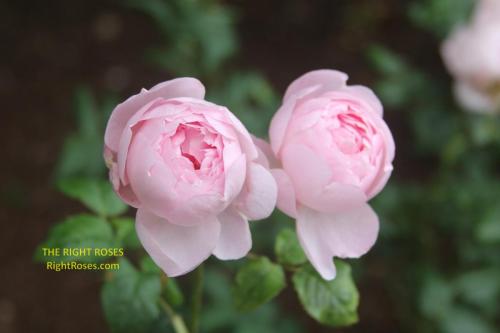 SCEPTER'D ISLE rose review the right roses score best top garden store david austin english roses rose products rose rating the right leap rose food fertilizer