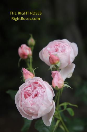 SCEPTER'D ISLE rose review the right roses score best top garden store david austin english roses rose products rose rating the right leap rose food fertilizer