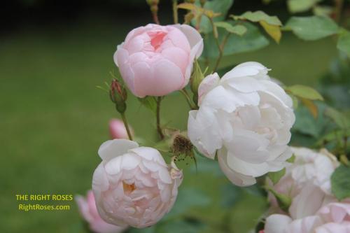 Scarborough Fair rose review the right roses score best top garden store david austin english roses rose products rose rating the right leap rose food fertilizer