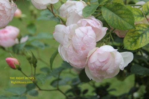 Scarborough Fair rose review the right roses score best top garden store david austin english roses rose products rose rating the right leap rose food fertilizer