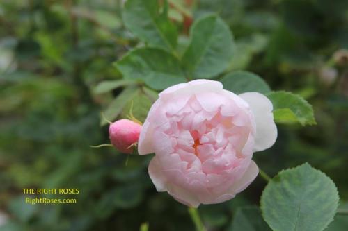Scarborough Fair rose review the right roses score best top garden store david austin english roses rose products rose rating the right leap rose food fertilizer