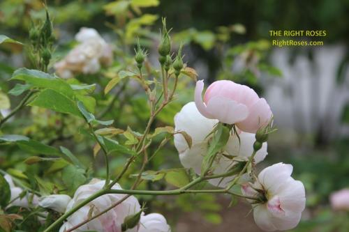 Scarborough Fair rose review the right roses score best top garden store david austin english roses rose products rose rating the right leap rose food fertilizer