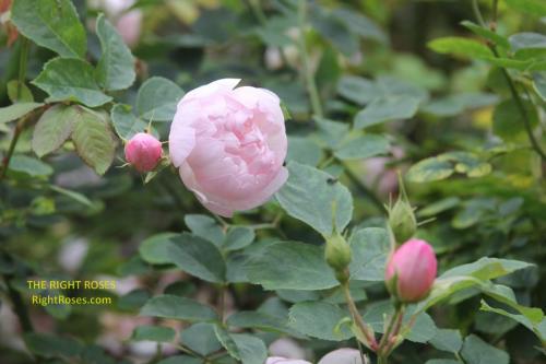 Scarborough Fair rose review the right roses score best top garden store david austin english roses rose products rose rating the right leap rose food fertilizer