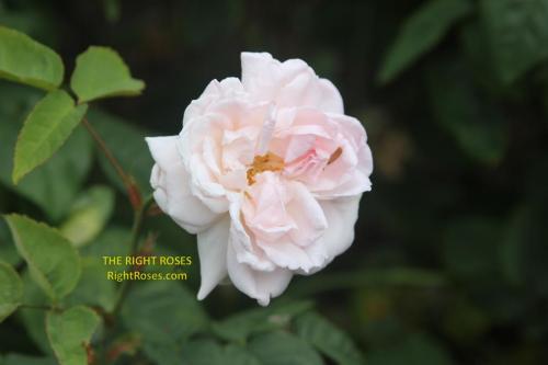 Sharifa Asma rose review the right roses score best top garden store david austin english roses rose products rose rating the right leap rose food fertilizer