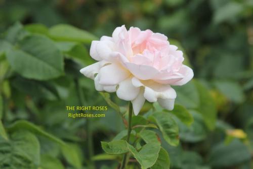 Sharifa Asma rose review the right roses score best top garden store david austin english roses rose products rose rating the right leap rose food fertilizer