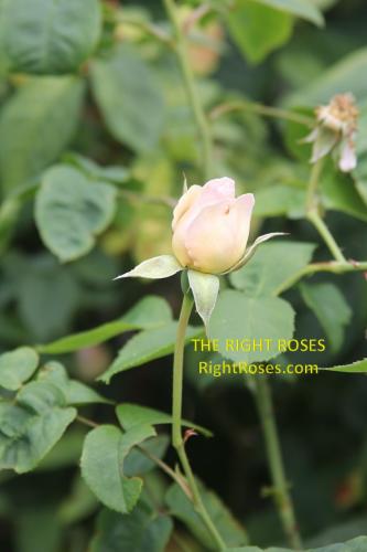 Sharifa Asma rose review the right roses score best top garden store david austin english roses rose products rose rating the right leap rose food fertilizer