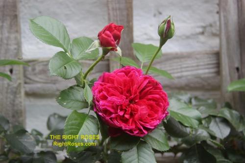 The Right Roses presents you with the best rose review of rose Soul | Tantau 2014. Millions of gardeners from all over the world have trusted our in-depth reviews. The Right Roses team uses our own, bespoke The Right Roses Score, which is the most comprehensive rose rating system in the world, to assess the overall quality of a rose. We review all the very best roses from all the best rose breeders such as Rosen Kordes, Rosen Tantau, Delbard, David Austin Roses. The Right Roses is also running the best gardening club for the very best connoisseur gardeners and garden designers at Righttify.com. At Righttify.com, connoisseur sellers can design gardens, provide gardening services, sell new garden plants, resell pre-loved garden plants. In addition, buyers can buy the very best plants in the world.