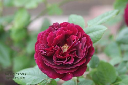 SOUVENIR DU DOCTEUR JAMAIN rose review the right roses score best top garden store david austin english roses rose products rose rating the right leap rose food fertilizer