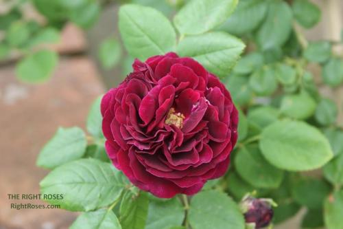SOUVENIR DU DOCTEUR JAMAIN rose review the right roses score best top garden store david austin english roses rose products rose rating the right leap rose food fertilizer