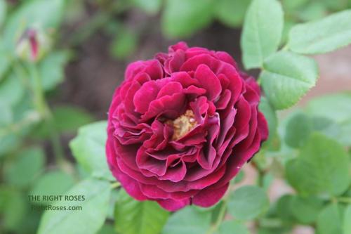 SOUVENIR DU DOCTEUR JAMAIN rose review the right roses score best top garden store david austin english roses rose products rose rating the right leap rose food fertilizer