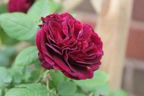 SOUVENIR DU DOCTEUR JAMAIN rose review the right roses score best top garden store david austin english roses rose products rose rating the right leap rose food fertilizer