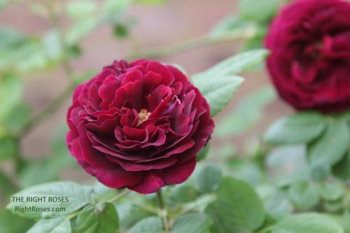 SOUVENIR DU DOCTEUR JAMAIN rose review the right roses score best top garden store david austin english roses rose products rose rating the right leap rose food fertilizer