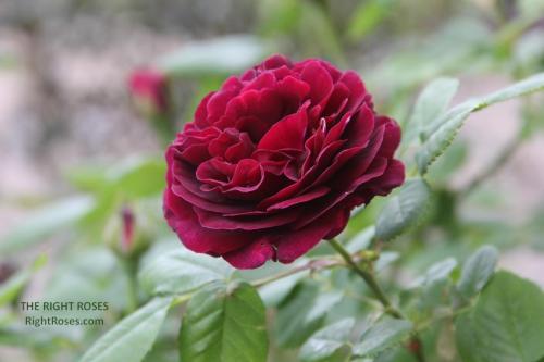 SOUVENIR DU DOCTEUR JAMAIN rose review the right roses score best top garden store david austin english roses rose products rose rating the right leap rose food fertilizer