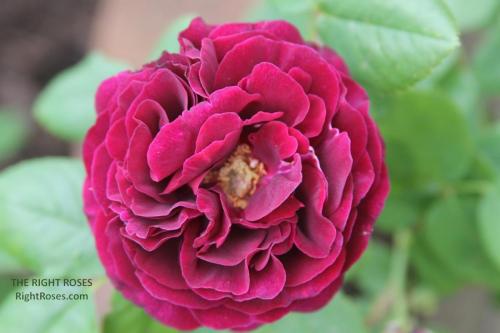SOUVENIR DU DOCTEUR JAMAIN rose review the right roses score best top garden store david austin english roses rose products rose rating the right leap rose food fertilizer