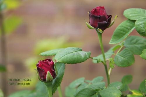 SOUVENIR DU DOCTEUR JAMAIN rose review the right roses score best top garden store david austin english roses rose products rose rating the right leap rose food fertilizer