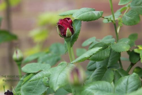 SOUVENIR DU DOCTEUR JAMAIN rose review the right roses score best top garden store david austin english roses rose products rose rating the right leap rose food fertilizer
