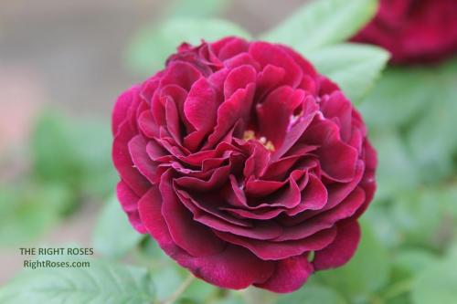 SOUVENIR DU DOCTEUR JAMAIN rose review the right roses score best top garden store david austin english roses rose products rose rating the right leap rose food fertilizer