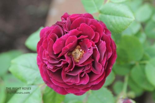 SOUVENIR DU DOCTEUR JAMAIN rose review the right roses score best top garden store david austin english roses rose products rose rating the right leap rose food fertilizer