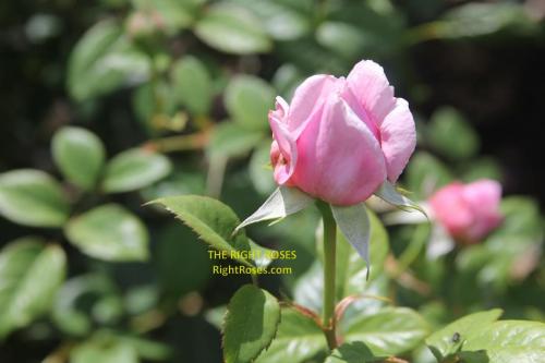 The best rose review of rose 'Spirit of Freedom' by The Right Roses. Our in-depth reviews have been trusted by millions gardeners worldwide. The Right Roses team uses our own The Right Roses Score, which is the most comprehensive rose rating system, to assess the overall quality of a rose. All information and rose products: best top garden store, david austin, english roses, rose products, rose rating, the right leap, rose food, fertilizer