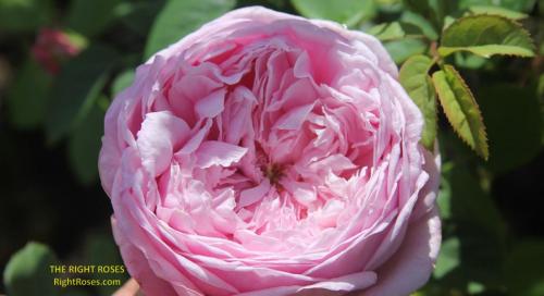 The best rose review of rose 'Spirit of Freedom' by The Right Roses. Our in-depth reviews have been trusted by millions gardeners worldwide. The Right Roses team uses our own The Right Roses Score, which is the most comprehensive rose rating system, to assess the overall quality of a rose. All information and rose products: best top garden store, david austin, english roses, rose products, rose rating, the right leap, rose food, fertilizer