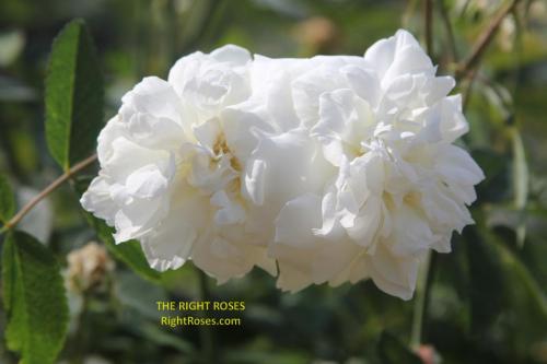 Susan Williams Ellis rose review the right roses score best top garden store david austin english roses rose products rose rating the right leap rose food fertilizer