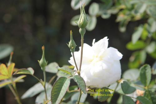 Susan Williams Ellis rose review the right roses score best top garden store david austin english roses rose products rose rating the right leap rose food fertilizer