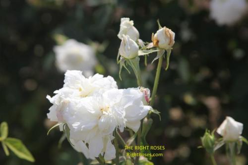Susan Williams Ellis rose review the right roses score best top garden store david austin english roses rose products rose rating the right leap rose food fertilizer
