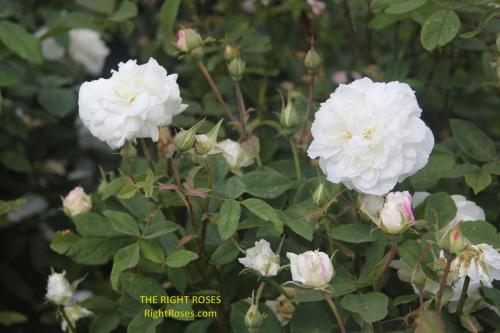 Susan Williams Ellis rose review the right roses score best top garden store david austin english roses rose products rose rating the right leap rose food fertilizer