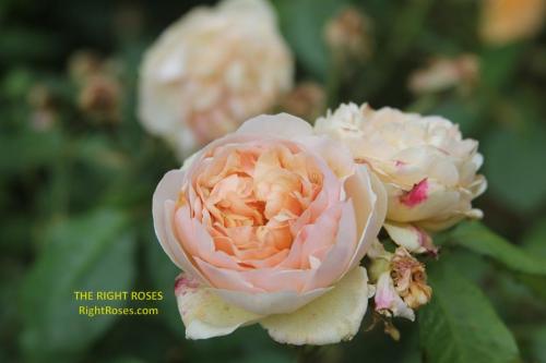 Sweet Juliet t rose review the right roses score best top garden store david austin english roses rose products rose rating the right leap rose food fertilizer