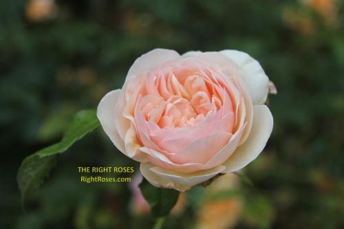 Sweet Juliet t rose review the right roses score best top garden store david austin english roses rose products rose rating the right leap rose food fertilizer