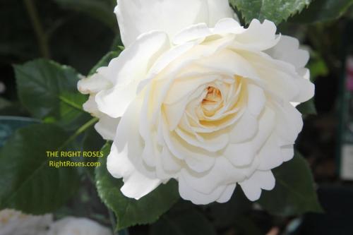 Tranquillity rose review the right roses score best top garden store david austin english roses rose products rose rating the right leap rose food fertilizer