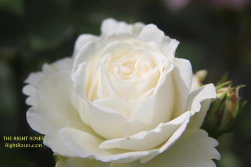 Tranquillity rose review the right roses score best top garden store david austin english roses rose products rose rating the right leap rose food fertilizer