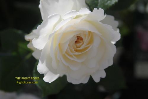 Tranquillity rose review the right roses score best top garden store david austin english roses rose products rose rating the right leap rose food fertilizer