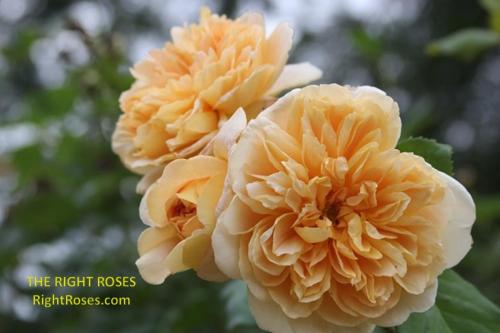 Tea Clipper rose review the right roses score best top garden store david austin english roses rose products rose rating the right leap rose food fertilizer