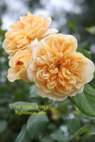 Tea Clipper rose review the right roses score best top garden store david austin english roses rose products rose rating the right leap rose food fertilizer