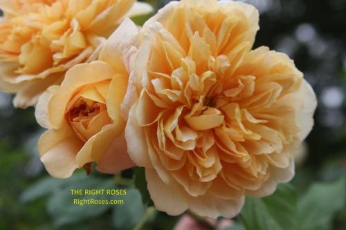 Tea Clipper rose review the right roses score best top garden store david austin english roses rose products rose rating the right leap rose food fertilizer