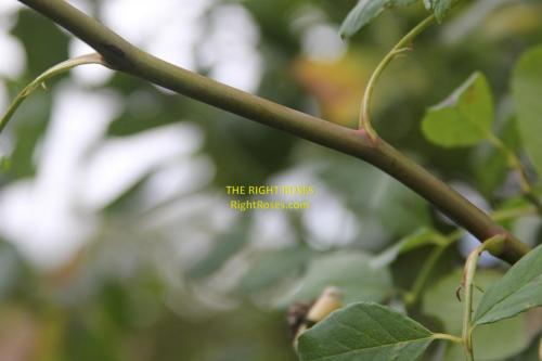 Tea Clipper rose review the right roses score best top garden store david austin english roses rose products rose rating the right leap rose food fertilizer