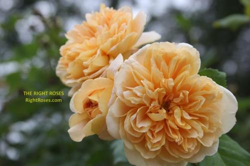 Tea Clipper rose review the right roses score best top garden store david austin english roses rose products rose rating the right leap rose food fertilizer