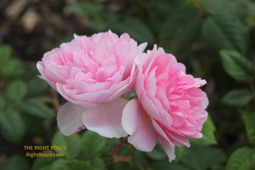 the ancient mariner rose review the right roses score best top garden store david austin english roses rose products rose rating the right leap rose food fertilizer