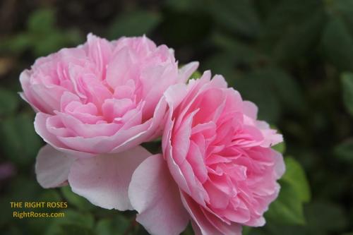 the ancient mariner rose review the right roses score best top garden store david austin english roses rose products rose rating the right leap rose food fertilizer