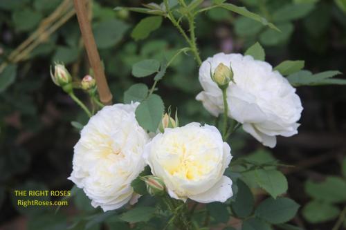 The Country Parson rose review the right roses score best top garden store david austin english roses rose products rose rating the right leap rose food fertilizer