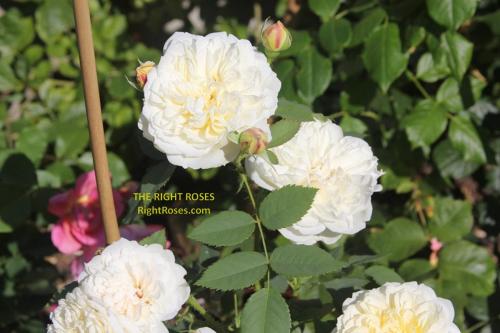 The Country Parson rose review the right roses score best top garden store david austin english roses rose products rose rating the right leap rose food fertilizer