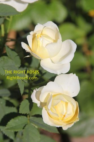 The Country Parson rose review the right roses score best top garden store david austin english roses rose products rose rating the right leap rose food fertilizer
