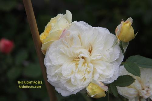 The Country Parson rose review the right roses score best top garden store david austin english roses rose products rose rating the right leap rose food fertilizer