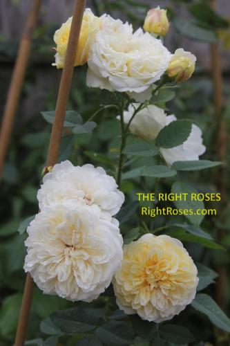 The Country Parson rose review the right roses score best top garden store david austin english roses rose products rose rating the right leap rose food fertilizer