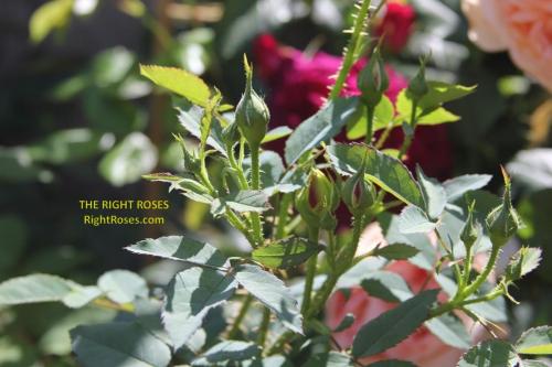 The Country Parson rose review the right roses score best top garden store david austin english roses rose products rose rating the right leap rose food fertilizer